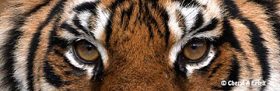 Tiger Eyes Photo and other Wildlife photography
